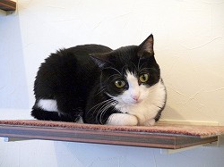 画像ギャラリー No.004のサムネイル画像 / 猫カフェ“ニャフェ・メランジェ”にて開催された「ケリ姫スイーツ」×「にゃんこ大戦争」コラボ発表会の模様をレポート