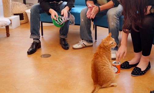 画像ギャラリー No.019のサムネイル画像 / 猫カフェ“ニャフェ・メランジェ”にて開催された「ケリ姫スイーツ」×「にゃんこ大戦争」コラボ発表会の模様をレポート