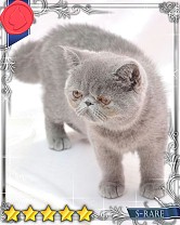 ���������꡼ No.009�Υ���ͥ������ / �֤ˤ�󥳥�פ�GREE���ۿ����ץ������Ƥ����¼̤���ǭ�����ɤ�160��ʾ�