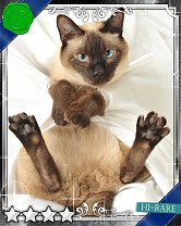 ���������꡼ No.013�Υ���ͥ������ / �֤ˤ�󥳥�פ�GREE���ۿ����ץ������Ƥ����¼̤���ǭ�����ɤ�160��ʾ�