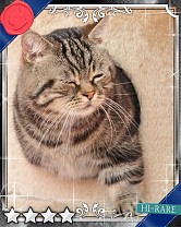 ���������꡼ No.015�Υ���ͥ������ / �֤ˤ�󥳥�פ�GREE���ۿ����ץ������Ƥ����¼̤���ǭ�����ɤ�160��ʾ�