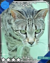 ���������꡼ No.017�Υ���ͥ������ / �֤ˤ�󥳥�פ�GREE���ۿ����ץ������Ƥ����¼̤���ǭ�����ɤ�160��ʾ�