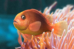 ꡼ No.021Υͥ / Fish HuntסTV˥֤Ǥޤ衢뤵Zפȥ