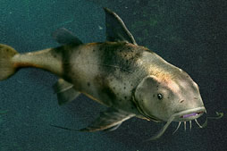 ꡼ No.023Υͥ / Fish HuntסTV˥֤Ǥޤ衢뤵Zפȥ