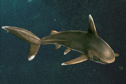 ꡼ No.025Υͥ / Fish HuntסTV˥֤Ǥޤ衢뤵Zפȥ