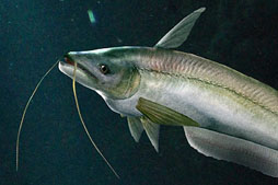 ꡼ No.027Υͥ / Fish HuntסTV˥֤Ǥޤ衢뤵Zפȥ