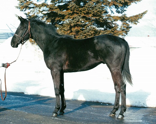 ������#001�Υ���ͥ���/��StarHorse3�ס���ʪ�μ¶��Ϥ���̾���罸���륭���ڡ����17���˳���