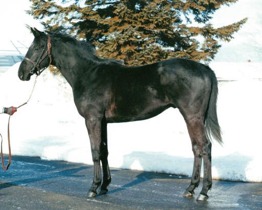 画像集#002のサムネイル/「StarHorse3」,実競馬の馬名募集キャンペーンを実施。投票は5月28日まで