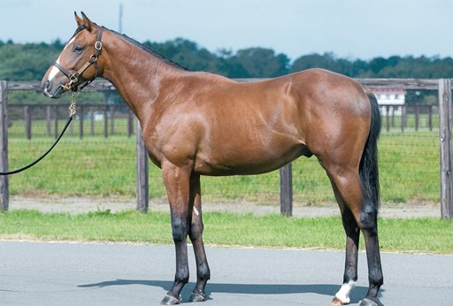 ꡼ No.001 | StarHorse3̾罸ڡ2Ƥηȯɽ̾ϡ֥ȥΥӥꥹפ˷