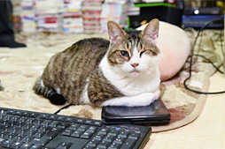 ���������꡼ No.002�Υ���ͥ������ / ������ȥ�� ������뤷���ʤ�������SHIELD Tablet�פ�Ȥä��Ȥ��������ȥ�ƥ���������Ķ��ɤι��ۤ��ܵ��ǹͤ���