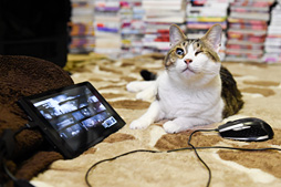 ���������꡼ No.014�Υ���ͥ������ / ������ȥ�� ������뤷���ʤ�������SHIELD Tablet�פ�Ȥä��Ȥ��������ȥ�ƥ���������Ķ��ɤι��ۤ��ܵ��ǹͤ���