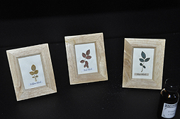 ꡼ No.038Υͥ / 祿ȤζݺƤӡ֥Хϥ ե S.T.A.R.S.פ˥塼롣˥塼ϤŸܤڤ