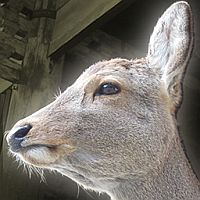 画像ギャラリー No.021のサムネイル画像 / 「インディーズゲームフェス2013」ステージイベントの全タイムテーブルが公開