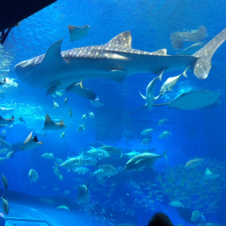 画像ギャラリー No.002のサムネイル画像 / 劇場版「明治東亰恋伽」沖縄で特別上映会が開催決定