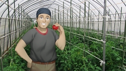 画像ギャラリー No.004のサムネイル画像 / 「風雨来記3」,クイズに答えるとリアル農家からトマトが届くプレゼント企画