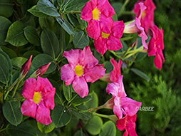 ꡼ No.009 | COMPUTEXϡǾʤ󥸥ɤޤGALAXYǽܤΥեåɤȯͽ