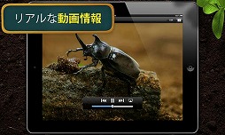 カブトムシ 〜森の王座〜