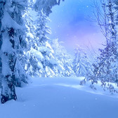 ���������꡼ No.016�Υ���ͥ������ / �֥���NET��� MJ�ס��ѥ��󥳡�P��������ŷ�ͥХ��ܥ����SPEC�������פȥ���ܤ����������򳫺�