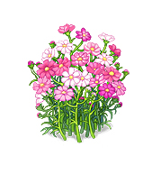 ꡼ No.047Υͥ / ֥֥쥹  ե 6סPCAndroidüïǤ⻲òǽʡ֥饪ȯƥȡפ