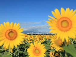 画像ギャラリー No.014のサムネイル画像 / 全国を旅する気分も味わえるカードゲーム「完乗!全国鉄道の旅」が配信