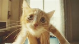 ꡼ No.004 | GRAVITY DAZE 2סƣڤѤPVGRAVITY CAT / ŪǭԡפGRAVITY DAZEפѤ¼̥ࡼӡ