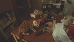 ꡼ No.005 | GRAVITY DAZE 2סƣڤѤPVGRAVITY CAT / ŪǭԡפGRAVITY DAZEפѤ¼̥ࡼӡ