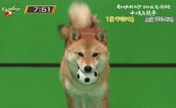 ���������꡼ No.002�Υ���ͥ������ / ǭ�����ν�������ꡣ�֥�󥹥ȡץꥢ��ưʪ�졼���η��ȯɽ