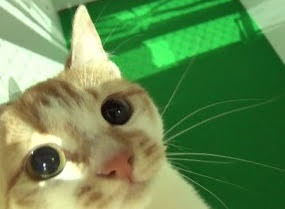 ���������꡼ No.003�Υ���ͥ������ / ǭ�����ν�������ꡣ�֥�󥹥ȡץꥢ��ưʪ�졼���η��ȯɽ