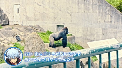 画像ギャラリー No.006のサムネイル画像 / 「モンスト」,アニメ「銀魂」メンバーが24時間謝罪対応する「お問い合わせ電話窓口」を設置