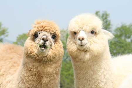 ������#002�Υ���ͥ���/���Ҿ�ʪ�� �Ĥʤ��뿷ŷ�ϡפ�ơ��ޤˤ���������Х��ĥ�����ȯɽ������ѥ��ȤΤդ줢����ڤ��⤦