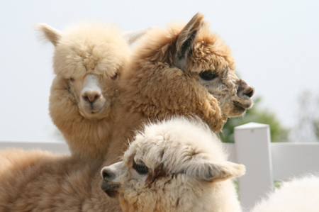 ������#004�Υ���ͥ���/���Ҿ�ʪ�� �Ĥʤ��뿷ŷ�ϡפ�ơ��ޤˤ���������Х��ĥ�����ȯɽ������ѥ��ȤΤդ줢����ڤ��⤦