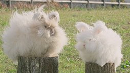 ꡼ No.005 | Ҿʪ Ĥʤ뿷ŷϡס᡼˽ͥȤ