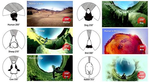 画像ギャラリー No.004のサムネイル画像 / 「牧場物語 つながる新天地」,動物達の視野角を再現したPVが公開に