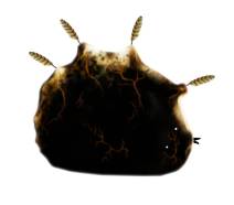 ꡼ No.035 | BotaniculaפȡMachinariumפܤΥ桼ۿ