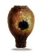 ꡼ No.037 | BotaniculaפȡMachinariumפܤΥ桼ۿ