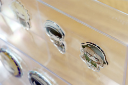 ꡼ No.025Υͥ / å줿Τǡ֤ʤ֥֥סߡANICLOSET.ץܥåҲ𡣽̤7饤ʥå