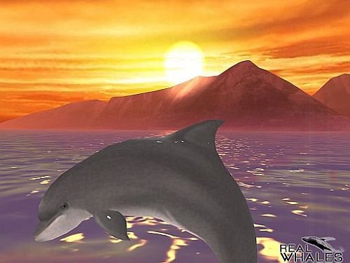 ꡼ No.002 | 䥤륫򻣱ƤǤ䤷ϥץ֥ꥢۥפۿ