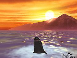 ꡼ No.004 | 䥤륫򻣱ƤǤ䤷ϥץ֥ꥢۥפۿ