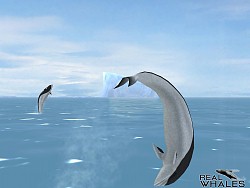 ꡼ No.007 | 䥤륫򻣱ƤǤ䤷ϥץ֥ꥢۥפۿ