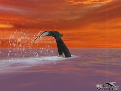 ꡼ No.009 | 䥤륫򻣱ƤǤ䤷ϥץ֥ꥢۥפۿ