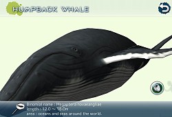 ꡼ No.015 | 䥤륫򻣱ƤǤ䤷ϥץ֥ꥢۥפۿ