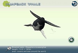 ꡼ No.016 | 䥤륫򻣱ƤǤ䤷ϥץ֥ꥢۥפۿ