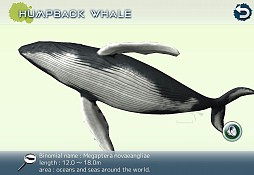 リアルホエール