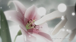 ꡼ No.002 | ֥Υȥꥨ PlusפΥץ⡼ࡼӡо쥭饯PS VitaǤʤǤϤɲǤǧǤ