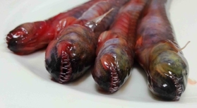 ���������꡼ No.004�Υ���ͥ������ / ��ALIEN: ISOLATION�פȵ��֥�饹�ܡפΥ���ܥ����ڡ��󤬳���