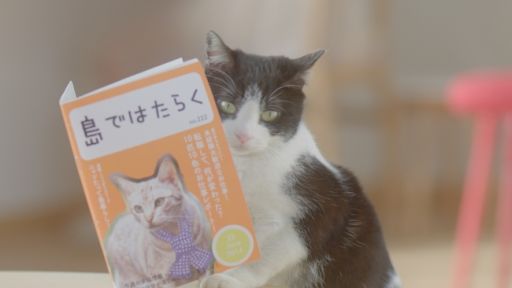 画像集#003のサムネイル/「ほしの島のにゃんこ」,5月17日からテレビCM放映記念キャンペーン実施