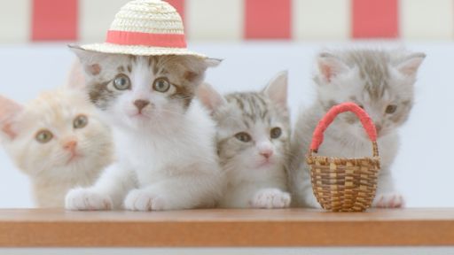 画像集#004のサムネイル/「ほしの島のにゃんこ」,5月17日からテレビCM放映記念キャンペーン実施