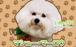 ������#001�Υ���ͥ���/iOS/Android������󤳰�������֤ƤΤҤ��󥳡פ������ۿ���������