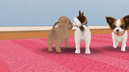 画像集#003のサムネイル/「てのひらワンコ」,ベストショットコンテストの応募受付がスタート