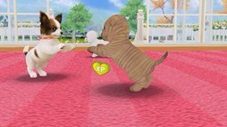 画像集#005のサムネイル/「てのひらワンコ」,ベストショットコンテストの応募受付がスタート